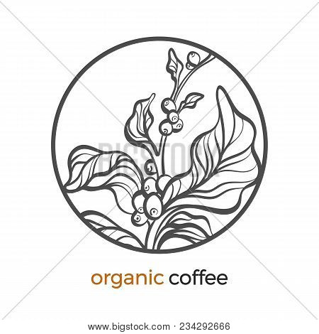 Vector Sticker Of Coffee Tree, Branch With Bean, Grain Botanical Art Line Drawing Logo Design In Cir