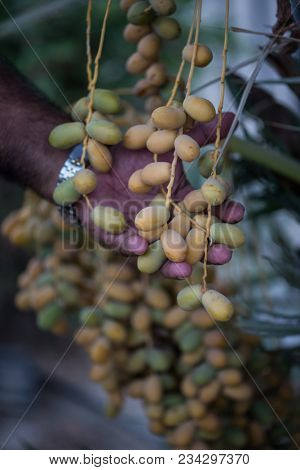 A man checking the produce of Arabian dates on the tree from his farm. Middle east and Africa produce the best quality dates in the world.