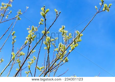 Symbol Of Spring And Easter - Verba, Willow Twig, Blossoming With Buds Against Blue Sky Background.