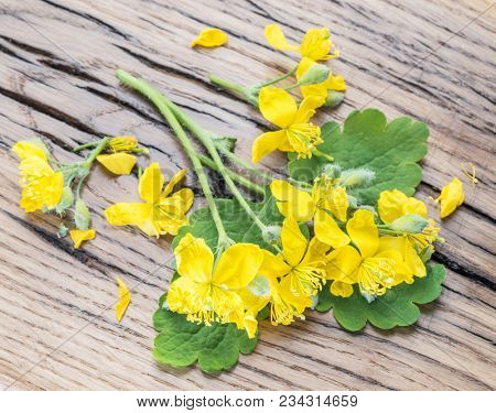 Greater celandine flower, swallowwort on the wooden background.
