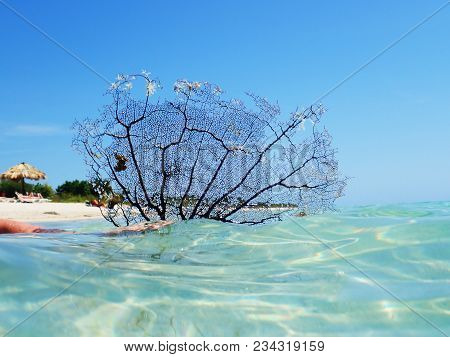 Detailed Black Sea Fan Coral. Black Coral Sea Fan On The Sea At Ancon Beach, Trinidad, Cuba