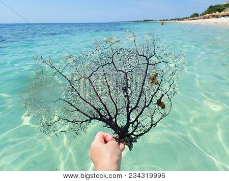 Detailed Black Sea Fan Coral. Black Coral Sea Fan On The Sea At Ancon Beach, Trinidad, Cuba