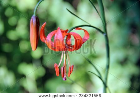 Beautiful Red Flower Both Closed And Opened Macro Image