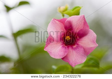 Local Exotic Flowers Very Colorfull And Beautiful