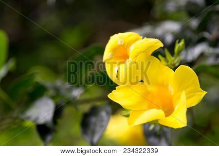 Local Exotic Flowers Very Colorfull And Beautiful