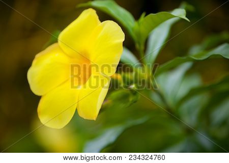 Local Exotic Flowers Very Colorfull And Beautiful
