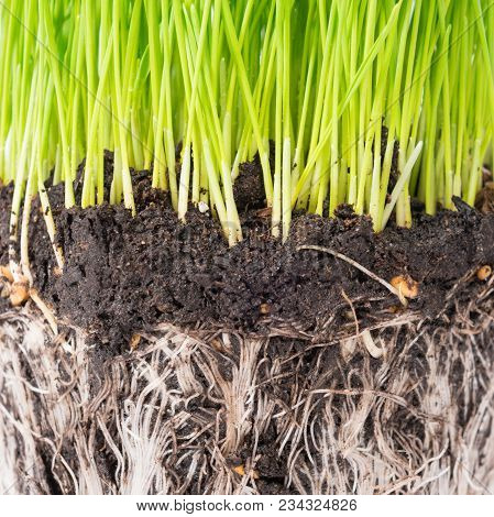 Green Grass And Soil From A Pot With Plant Roots Isolated On White Background. Macro Shot