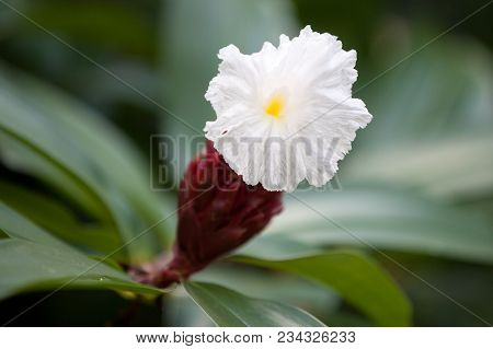 Local Exotic Flowers Very Colorfull And Beautiful