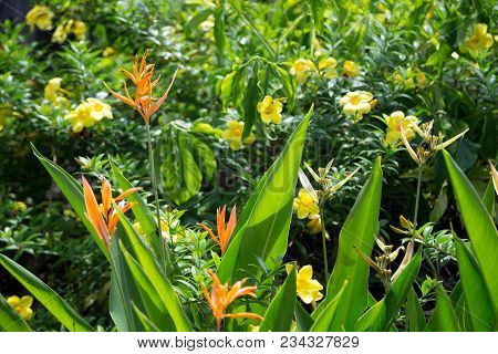 Local Exotic Flowers Very Colorfull And Beautiful