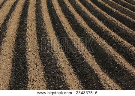 Fertile Soil As Basis For A Functional Agricultural Cultivation