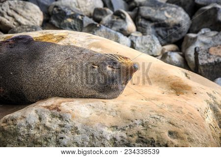 New Zealand Coast