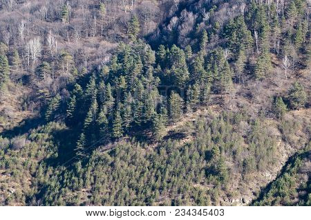 Mountain Slope In The Caucasus Mountains. Trees Without Leaves