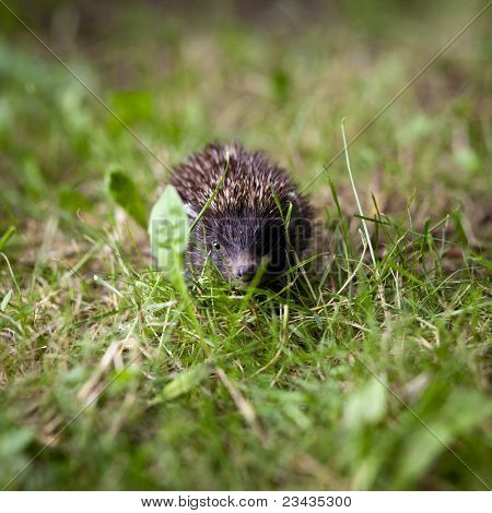 Zlato, Ježek západní (Erinaceus europaeus) popotahování v trávě, zkoumání přirozeného světa