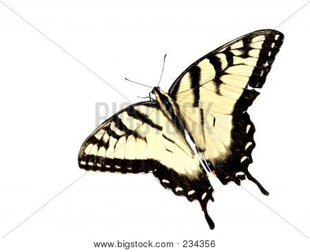 Semana Santa tigre Swallowtail