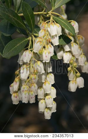 A Mountain Snow Bush In Full Bloom In The Birmingham Botanical Gardens In Birmingham,alabama