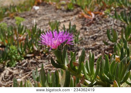 Pink Flowers Of Carpobrotus Modestus, Selective Focus