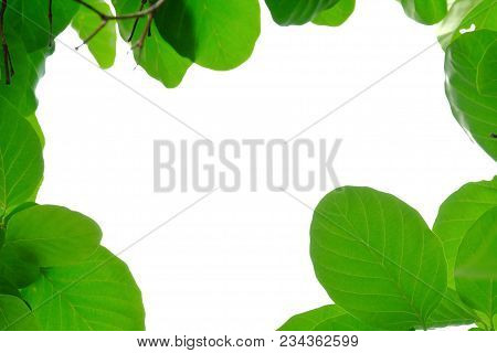 Top View Tropical Tree Leaves In The Botanical Garden On White Isolated Background For Green Foliage