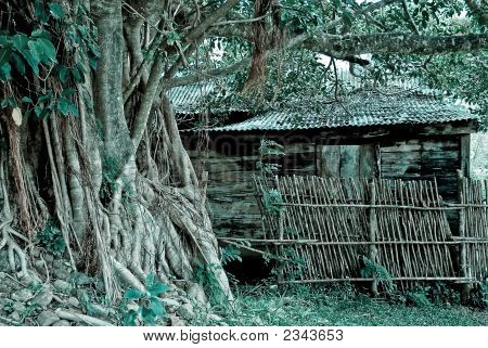 Deštný prales Shack