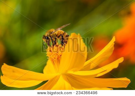 Bee On The Yellow Flower In Indinan Summer In Korea