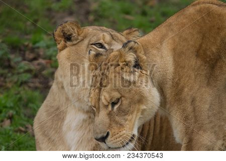 Close-up Photo Portrait Of A Pair Of Barbary Lionesses