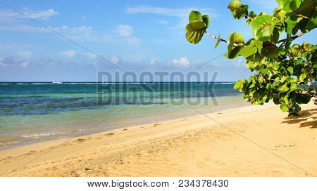 Coccoloba uvifera is a species of flowering plant in the buckwheat family, Polygonaceae, that is native to coastal beaches throughout tropical America and the Caribbean. Caribbean sea