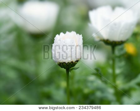 Half open Snow Daisy (Leucanthemum paludosum) also known as  Northpole chrysanthemum, in spring dew. Shallow depth of field. Floral background. 