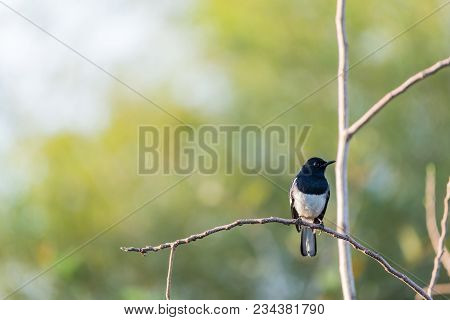 Bird (oriental Magpie-robin) In A Nature Wild