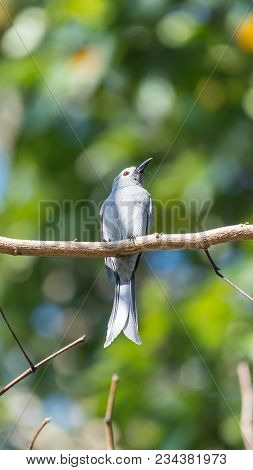 Bird (ashy Drongo) On Tree In Nature Wild