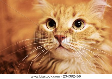 Fluffy Ginger Cat Close-up. Red Domestic Kitten. Horizontal Orientation.