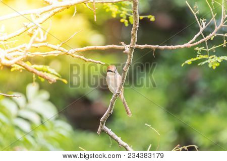 Bird (brown Shrike) On Tree In A Nature Wild