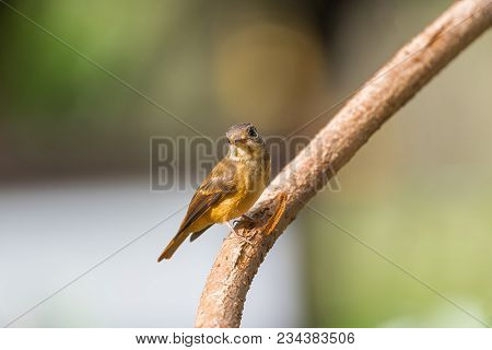 Bird (ferruginous Flycatcher) In Nature Wild