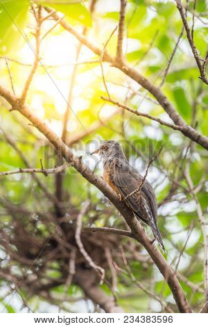 Bird (plaintive Cuckoo) In A Nature Wild