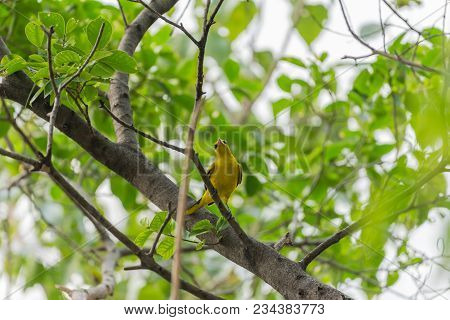 Bird (black-naped Oriole) In A Nature Wild