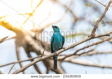 Bird (verditer Flycatcher) On Tree In Nature Wild