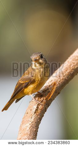 Bird (ferruginous Flycatcher) In Nature Wild