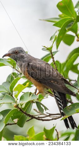 Bird (plaintive Cuckoo) In A Nature Wild