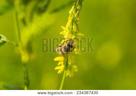 Honey-laiden Bee With The Yellow Pollen On Foot Collects The Nectar From The Flower Melilotus Offici