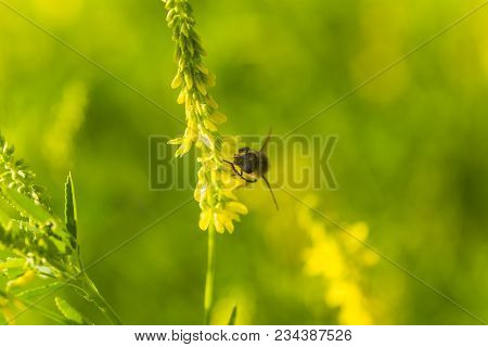 Honey-laiden Bee With The Yellow Pollen On Foot Collects The Nectar From The Flower Melilotus Offici