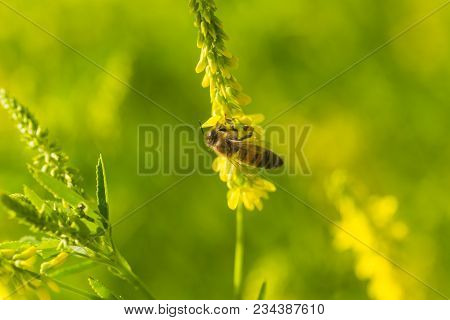 Honey-laiden Bee With The Yellow Pollen On Foot Collects The Nectar From The Flower Melilotus Offici