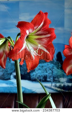 Beautiful Red Amarillis Flower On Blue Background