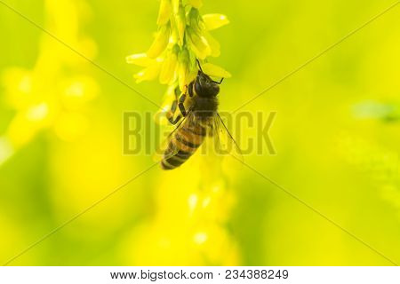 Honey-laiden Bee With The Yellow Pollen On Foot Collects The Nectar From The Flower Melilotus Offici