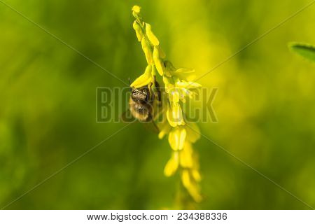 Honey-laiden Bee With The Yellow Pollen On Foot Collects The Nectar From The Flower Melilotus Offici