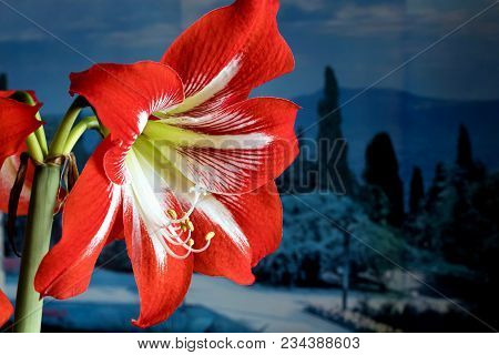Beautiful Red Amarillis Flower On Blue Background