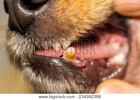 A Human Hand On A Dog Mouth