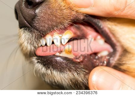 A Human Hand On A Dog Mouth