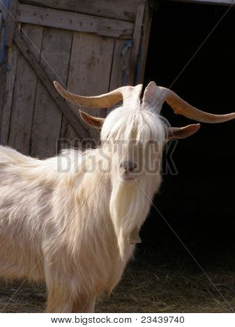Ram