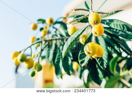 The Branch Of The Tree With The Fruits Of Medlar On Sunny Day On The Streets Of Cyprus