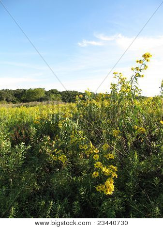 Girasoli nel prato con bel cielo azzurro nel mese di settembre