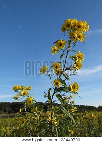 Girasoli nel prato con bel cielo azzurro nel mese di settembre