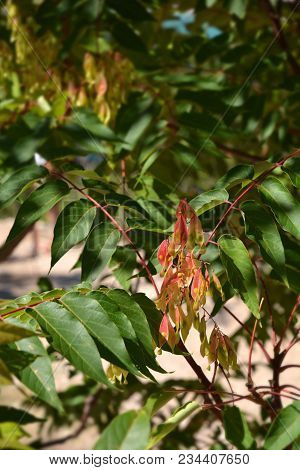 Ailanthus Tree Detail Of Leaves And Seeds - Latin Name Ailanthus Altissima